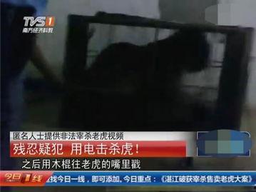 屠宰最新爆料视频,屠宰场内幕惊人曝光! 第2张 屠宰最新爆料视频,屠宰场内幕惊人曝光! 第2张